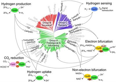 Fantastic [FeFe]-Hydrogenases and Where to Find Them